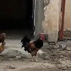 دجاج