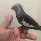 كروان هولندي