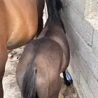 مهر شعبي