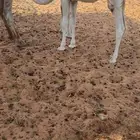 قعود طيب