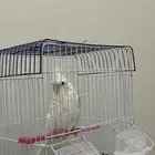 كروان البينو