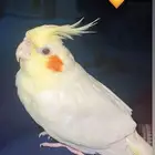 للبيع ببغاء الكروان
