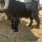 تيوس ذبايح طيبه