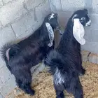 تيوس مخاصي 8 شهور