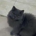 قطه بريطانيه ضائعه   للتبني