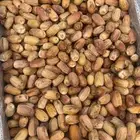 بديره حبه كفو الموقع بيشه