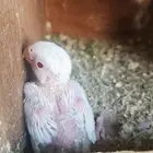 فرخ روز بينو