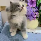 كتن للبيع عدد 3 شيرازي - العمر   شهر و 12 يوم