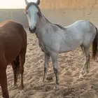 خيل