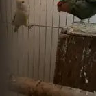 طيور زينه بغبغاء