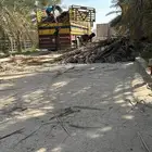 سعف جاهز للبيع