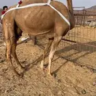 خلفه حمرا ساحليه ب 8500 تم البيع
