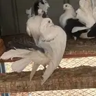 حمام رقاص