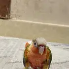 فرخ كنيور اناناس رد فاكتور