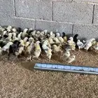 صوص دجاج بلدي فواتح