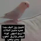 روز