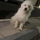 كلب صايع عند مسجد العيد