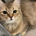 قطوه للتبني