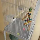 قفص كبير للبيع