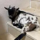 ماعز قزم عمره 8 شهور