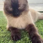 قط سيامي للتبني