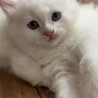 قطط لتبني