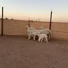 البيع حريات موليد