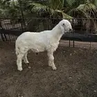 مشروع فحل عيسي جذع