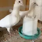 زاجل ابيض مقنبر تم البيع