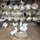 للبيع اعلا سوم حمام دجاج وز كلها منتجه