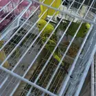 زوج بادجي   هوقو