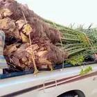 عفيف يوجد لدينا نخل البيع جميع انواع النخيل المثمر