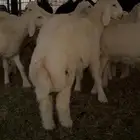 طليان حريه تم البيع