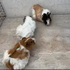 وبريات ثلاث اناثي دفيع شرط الحبه ب70 والذكور 10