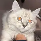 قط مخلوط هملايا وبيرشن