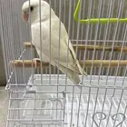 طير روز