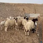 رخال نعيمات