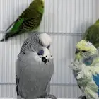 بادجي فردات انجلينزي لاتينو رينبو هوقو