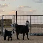 معزا