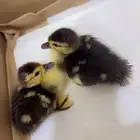 بط عمره يومين ب 10