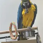 ببغاء ماكاو فاخر