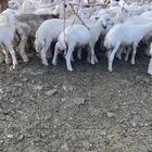 السلام عليكم اعرضلكم طليان . العدد 41فيها 7 رحال