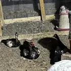 بط طقم