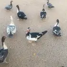 ذكور بط مصري