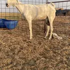 عنز بيشية صنف الحد 3000 ريال ( تم البيع )