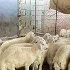 ذبايح طليان ورخال حلال بر ونضيف ويوجد ذبح وتوصيل