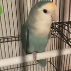 للبيع زوج روز منتج