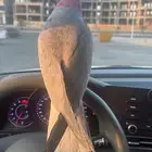 ببغاء كوكاتو قالا