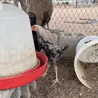 للبيع دجاج باكستاني