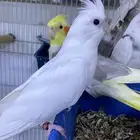 ذكر كروان بصمه